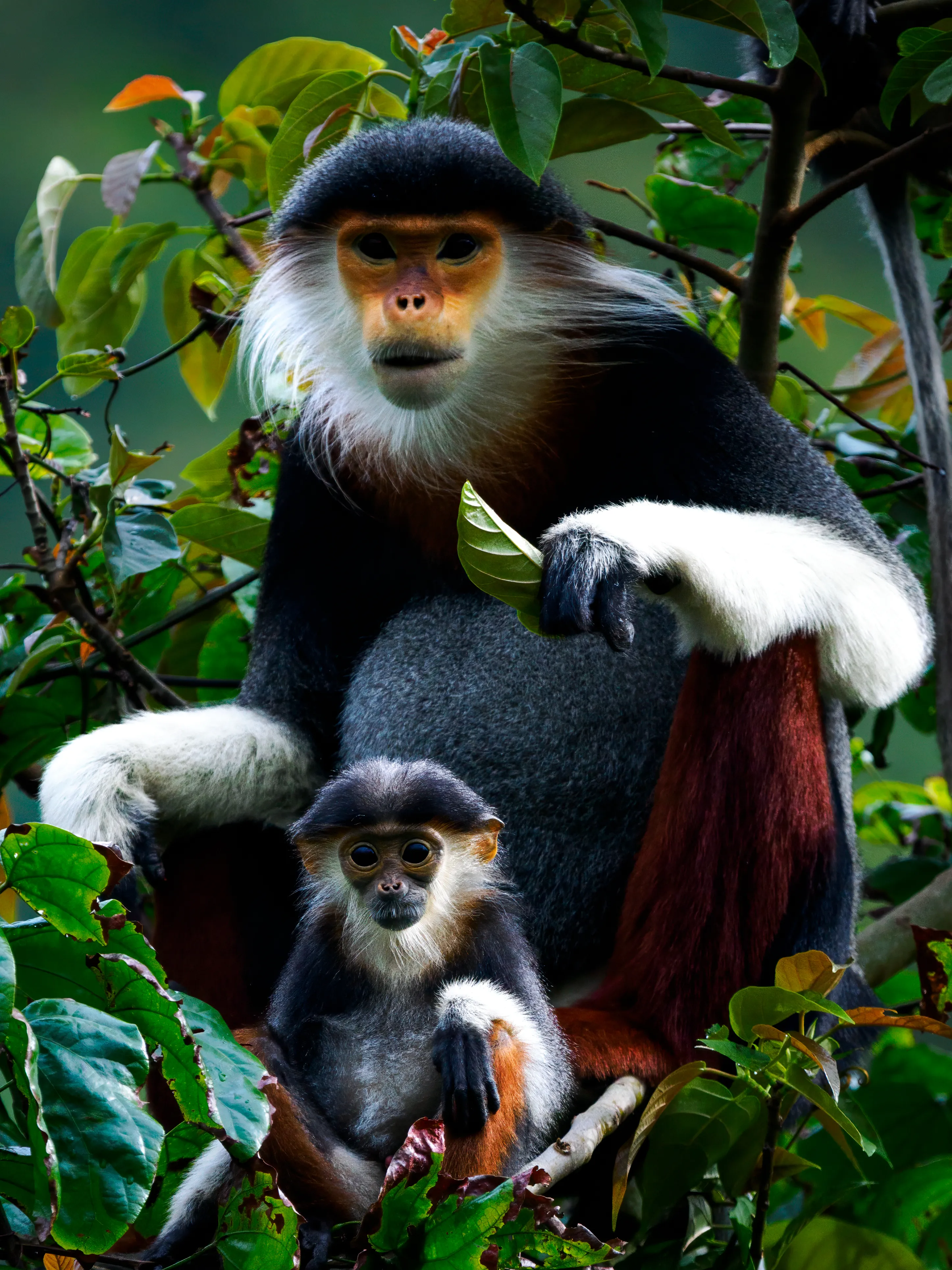 Douc Langur mit Baby