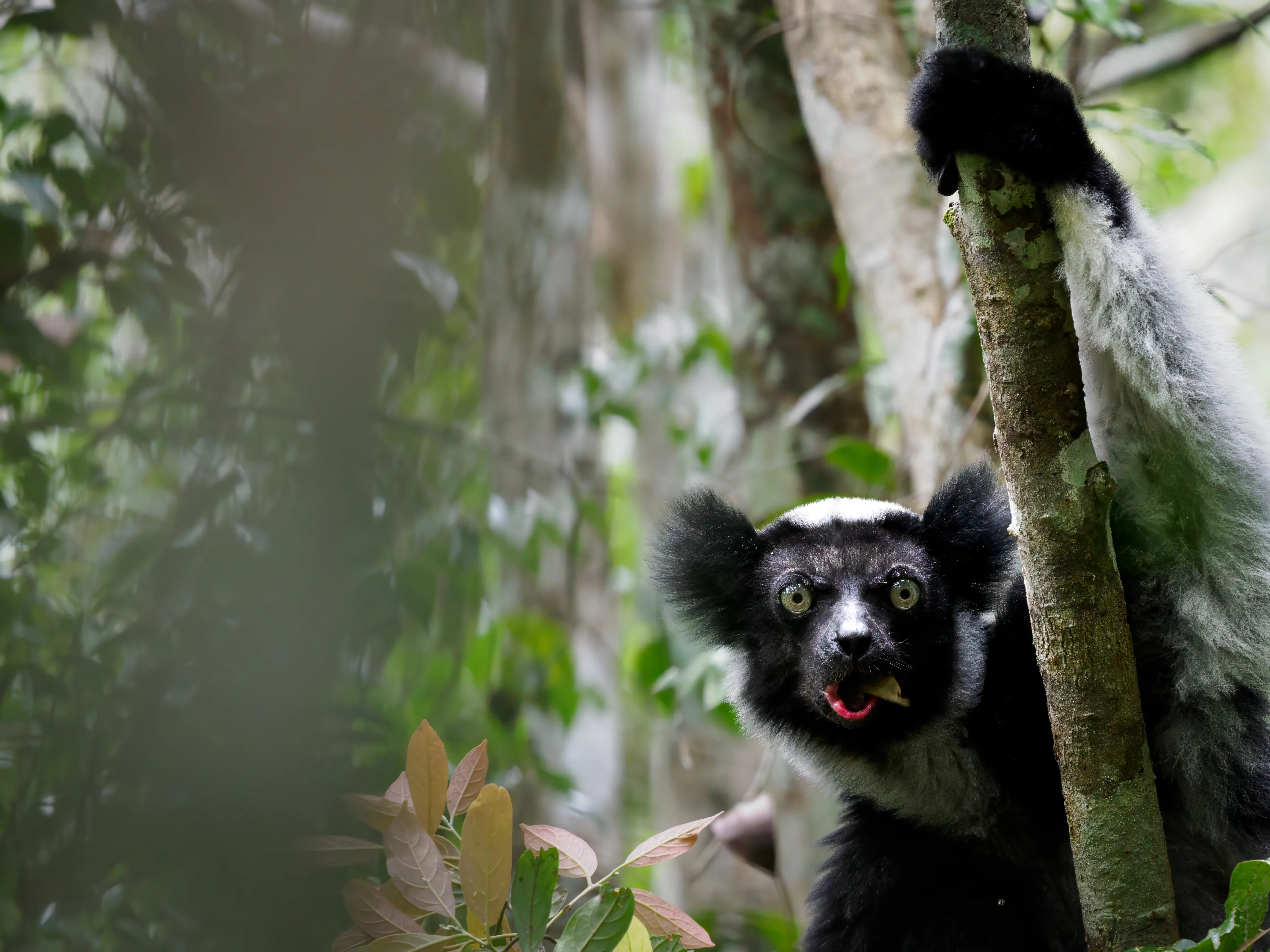 Indri-Lemur im Regenwald von Madagaskar